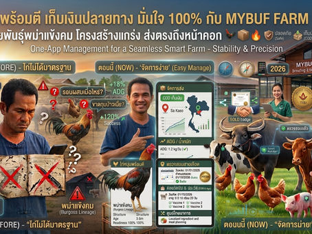 ไก่หนุ่มพร้อมตี เก็บเงินปลายทาง มั่นใจ 100% กับ MYBUF FARM สระแก้ว สายพันธุ์พม่าแข้งคม โครงสร้างแกร่ง ส่งตรงถึงหน้าคอก 🐓📦🔥