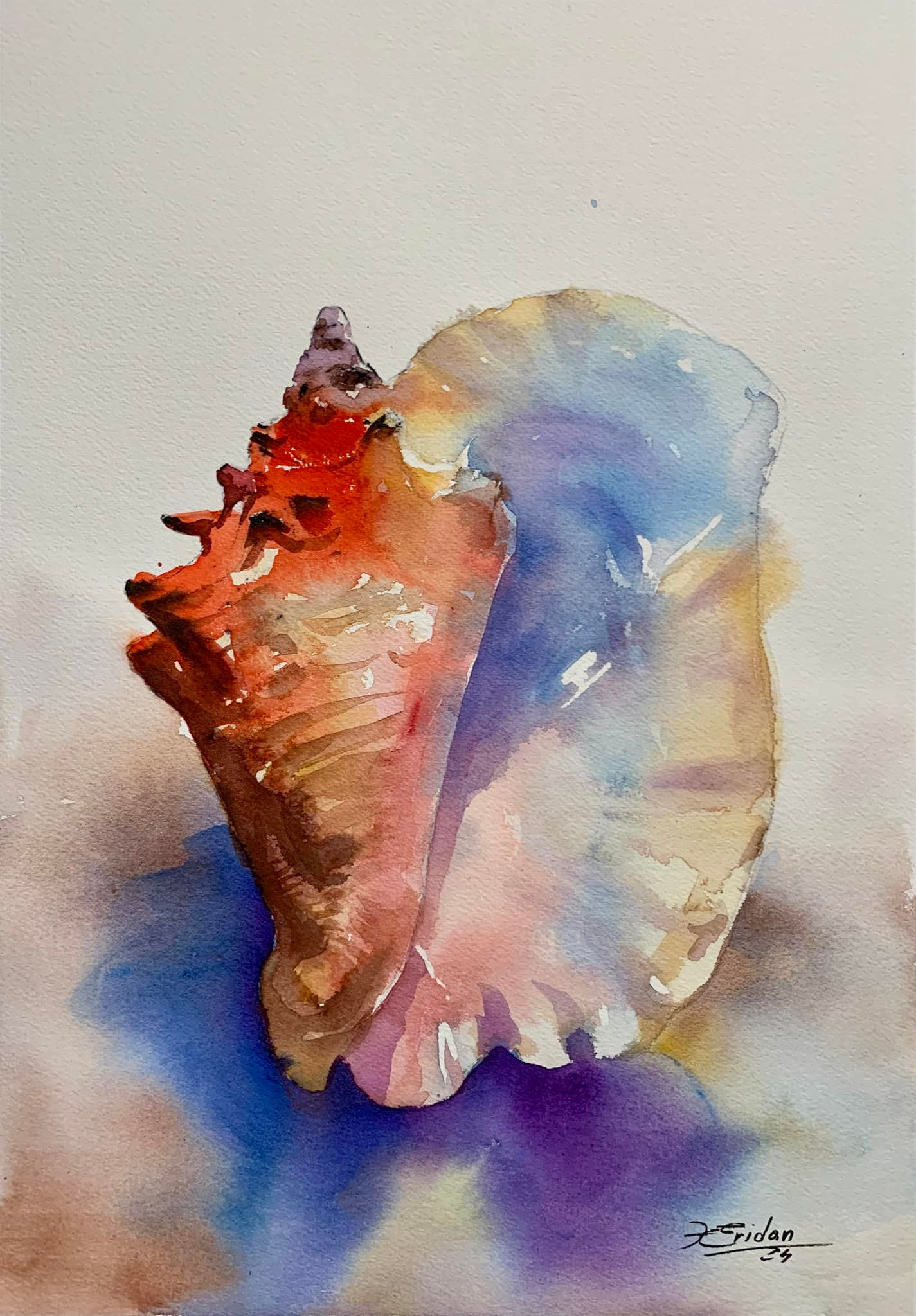 Queen Conch - Original Watercolor Painting 11 x 17 inch
