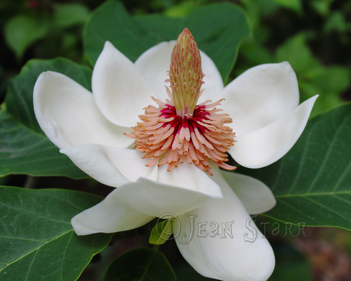 Magnolia wieseneri
