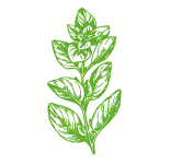Hoja-oregano.png