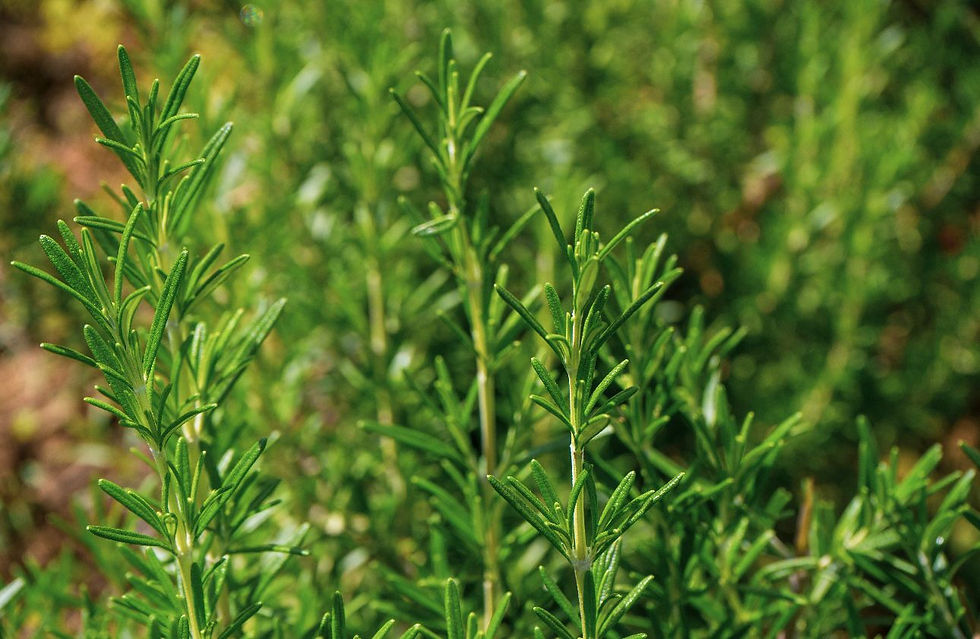 WhatsApp Image 2025-12-05 at 5.22.39 AM (3).jpeg