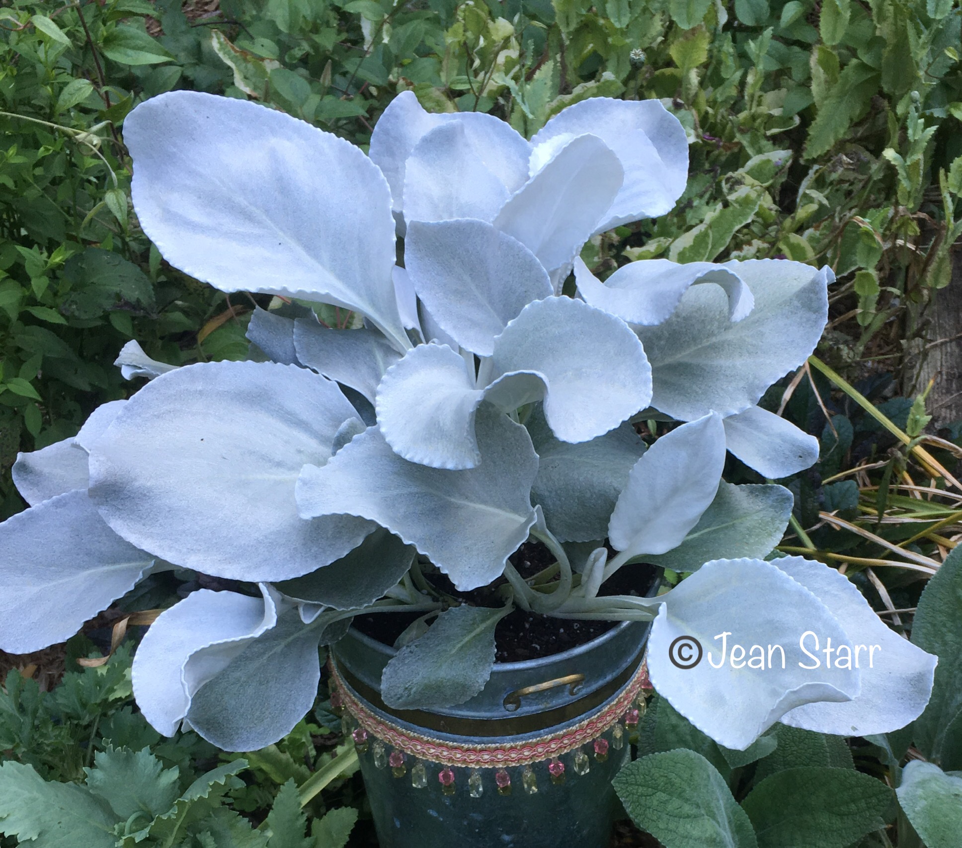 Senecio Angel Wings