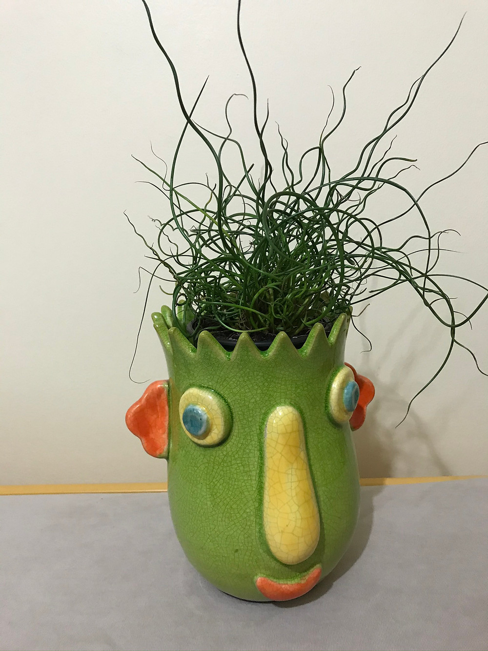 Bad Hair Bob, or corkscrew rush (Juncus effusus) grew well in a sunny room all winter long, and will be accompanying others in outdoor planters.