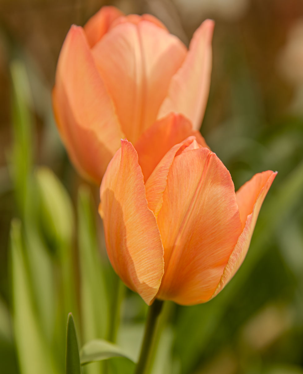 nature photography