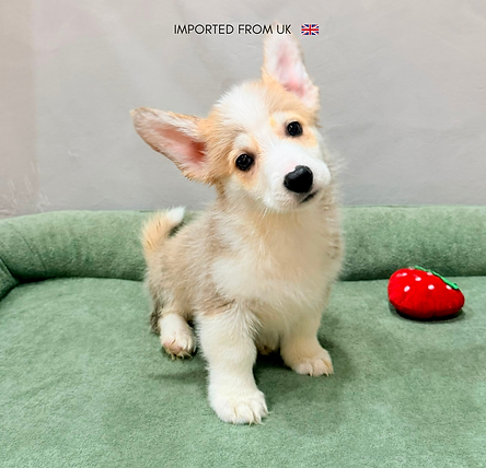 CORGI