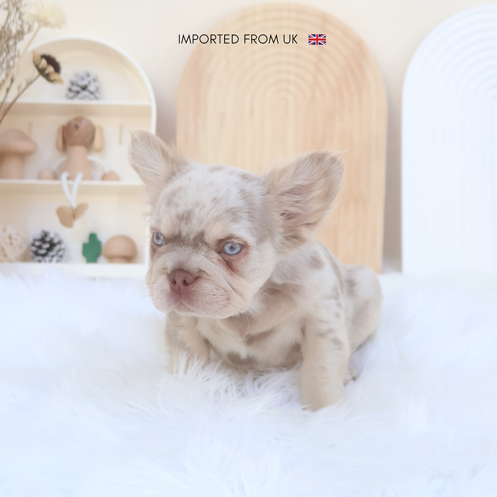 Your Ultimate Guide to Finding the Best Imported French Bulldog Puppies in Singapore