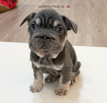 LILAC TAN BIG ROPE FRENCH BULLDOG
