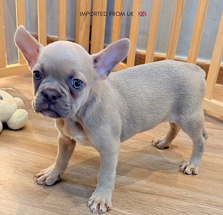 LILAC FAWN FRENCH BULLDOG