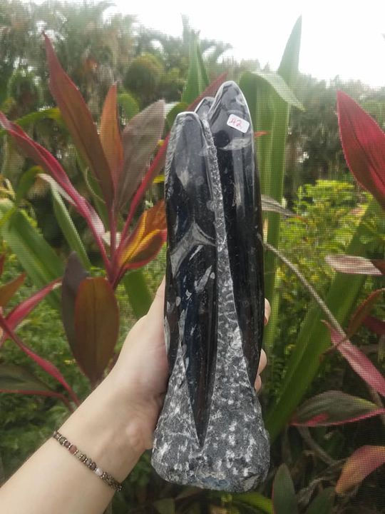 Thumbnail: Orthoceras and Ammonite Standing Displays $15-$76