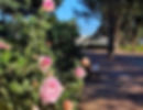 Roses en beauté
