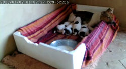 Maman nourricière placide