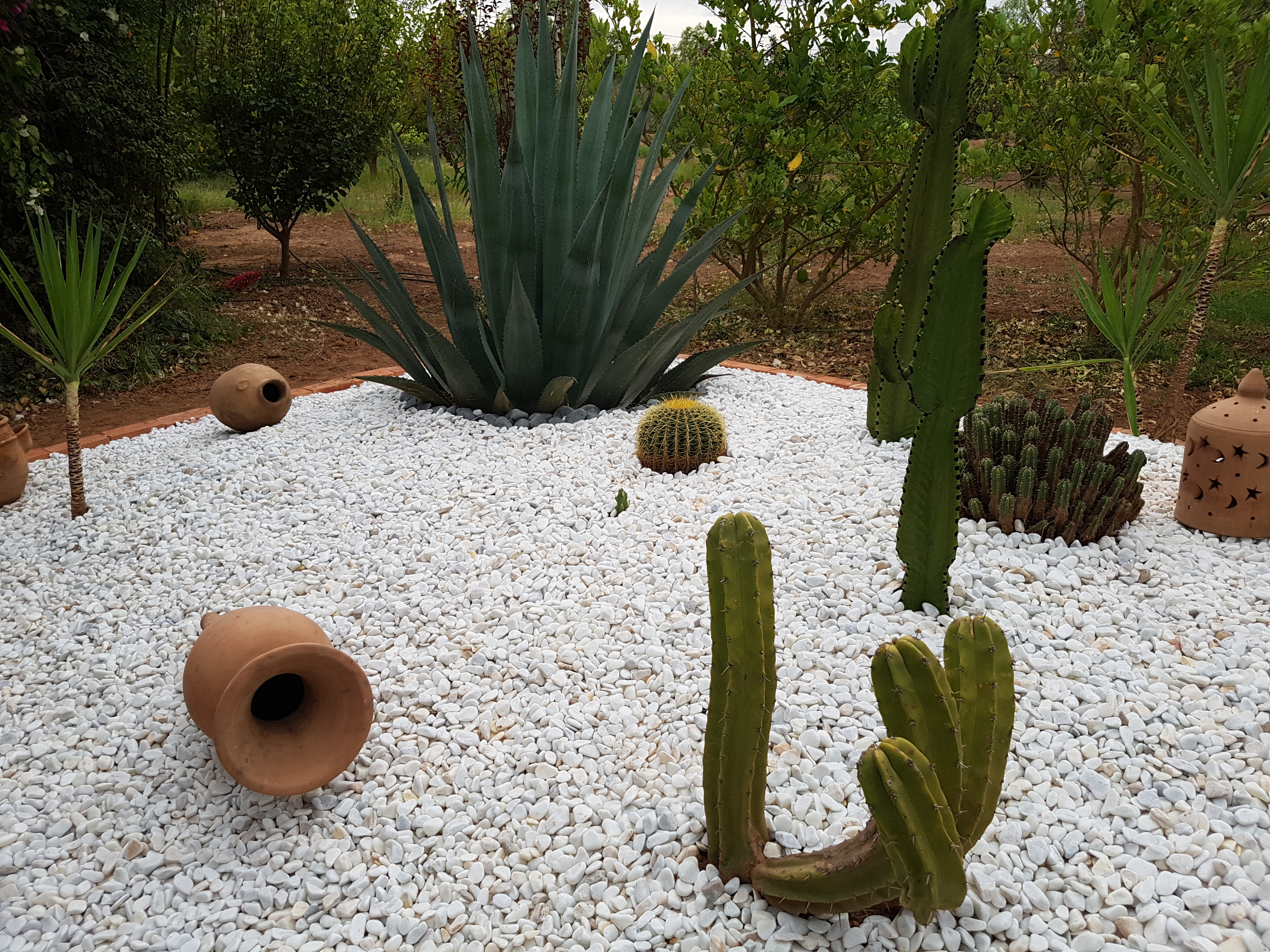 Colline de cactus