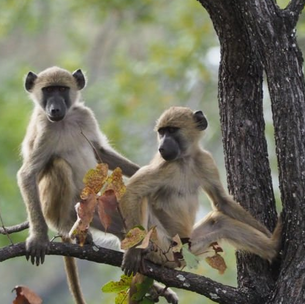 A new animal park in Drarga, opposite Croco Parc: The Monkey Oasis