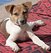 Saga, Jack Russell, chien, Suisse, Maroc
