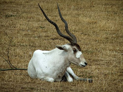 Antilope Addax