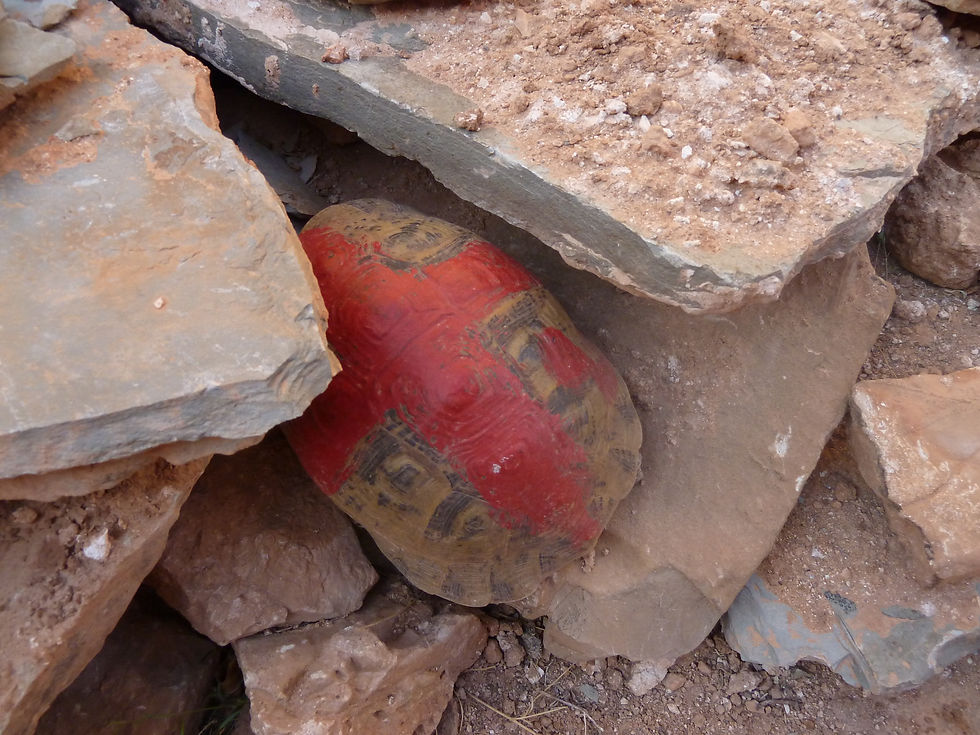 Habitante discrète de l'agadir