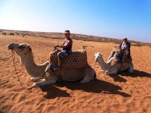 Des dromadaires aux Dunes de Rasmouka.