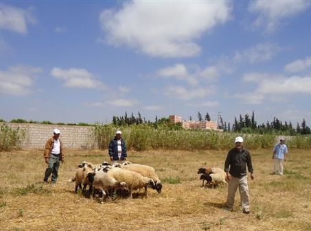 Les moutons paissent dans les champs