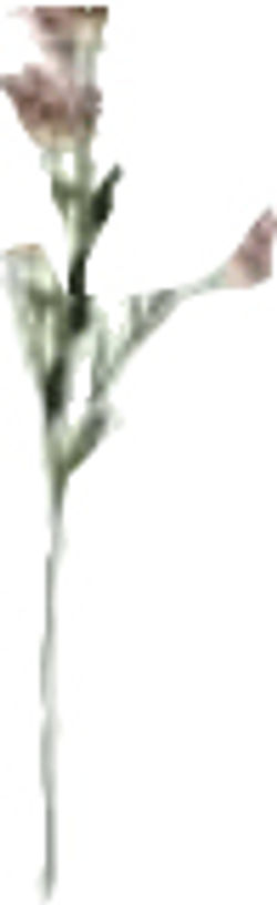 81