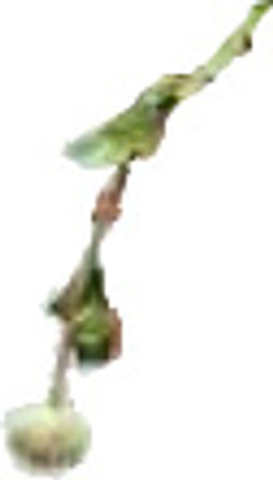 63