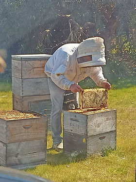 Beekeeper inspecting a honeycomb frame near beehives on a sunny day.