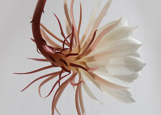 Hanging White Flower