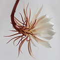 Elegant White Flower
