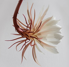 Hanging White Flower