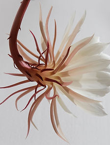 Hanging White Flower