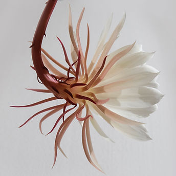 Hanging White Flower