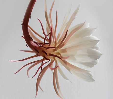 Colgando de la flor blanca
