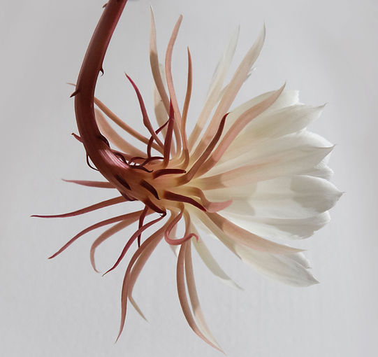 Hanging fleur blanche