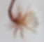Hanging fleur blanche