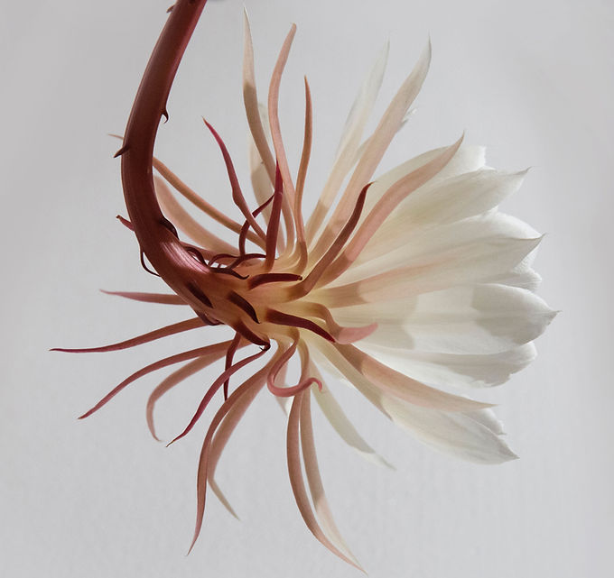 Elegant White Flower