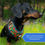 Thumbnail: Toucan Play Dog Harness - Hot Dog Drip