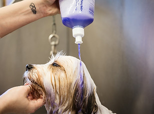 Pugs_in_a_Tub_jan2019-90.jpg