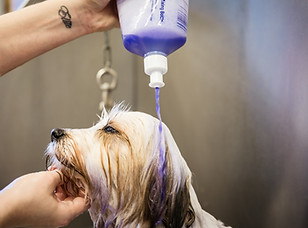 Pugs_in_a_Tub_jan2019-90.jpg