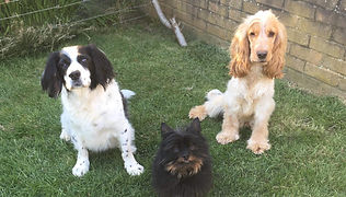 received_245185489948271 (1).jpeg