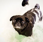 Pugs_in_a_Tub_jan2019-106 (1).jpg
