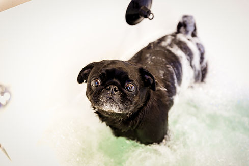 Pugs_in_a_Tub_jan2019-106 (1).jpg