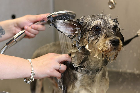 Wash dog-ugsinatub.jpg
