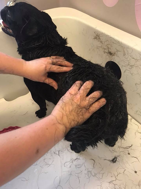 Hand Shedding.jpg