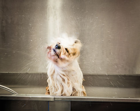 Pugs_in_a_Tub_jan2019-97.jpg