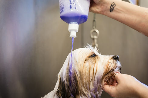 Pugs_in_a_Tub_jan2019-90_edited.jpg