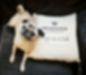 Pugs_in_a_Tub_jan2019-118.jpg
