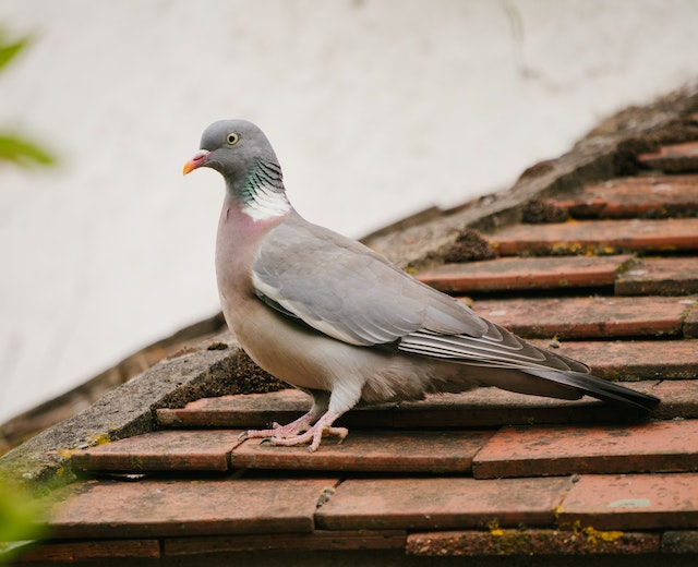 A roof that’s in good condition will not allow any pets to enter the house.