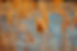 close-up-van-planten-openlucht.jpg