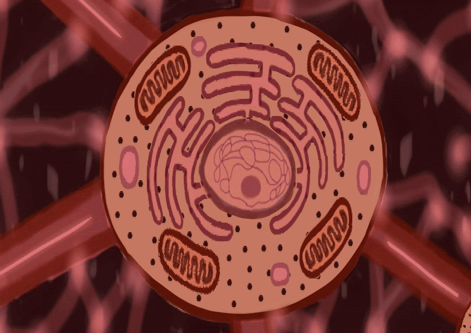 Jeremiah Aneke, Cellular Configuration, 2025
Digital Animation, Procreate
(6 x 8 in.)