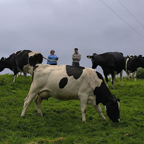 Treat yourself to easy listening discussion on British Friesian cows