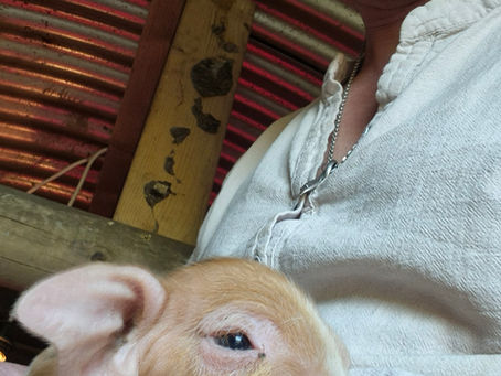 Five Little Piglets and One Very Protective Mother